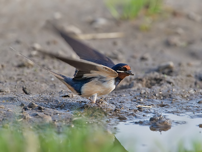 Hirundo rustica Barn Swallow Boerenzwaluw